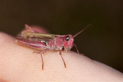 red grasshopper stock photo  image  animal animal