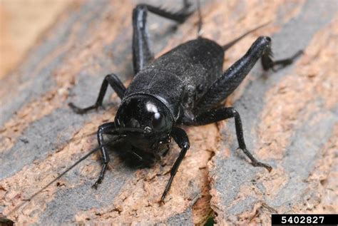 House and Field Crickets | Home & Garden Information Center