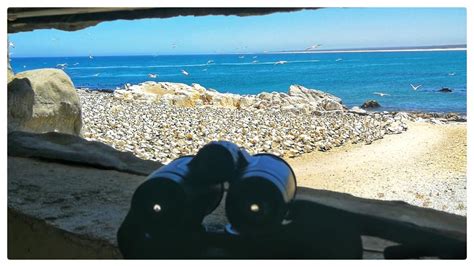 Bird Island Nature Reserve In Lamberts Bay Alex Aitkenhead