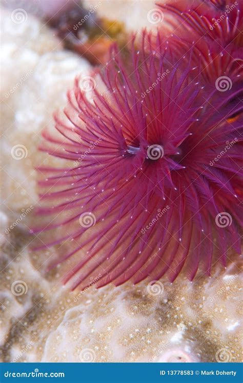 Purple Christmas Tree Worm Stock Image Image Of Nature 13778583