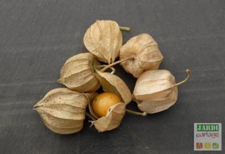 Coqueret du Pérou Physalis Planter cultiver récolter Les Légumes