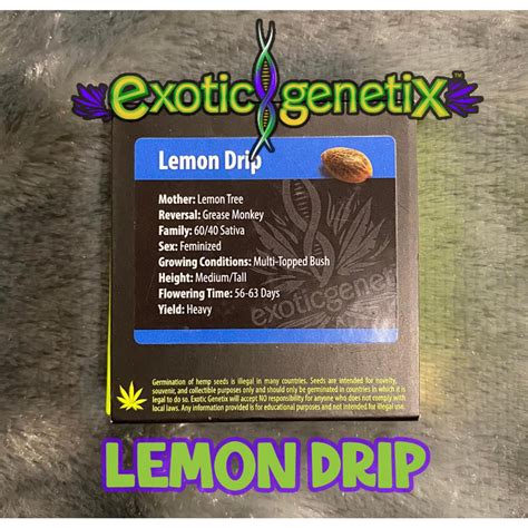 เมลดกญชา Exotic Genetix Lemon Drip Fem Cannabis Seeds Pack of 6