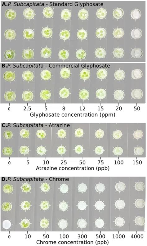 Fig Naked Eye Observation Of P Subcapitata Strain Response To