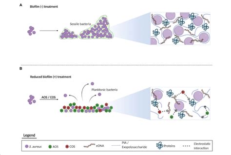 Representation Of The Proposed Mechanism Underlying The Inhibitory