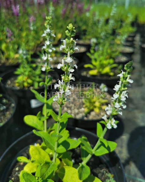 Шалфей пышный "Мерло Уайт" 🌿 по низкой цене купить саженцы в питомнике ...