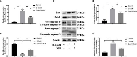 Frontiers Quercetin Attenuates D Galn Induced L02 Cell Damage By