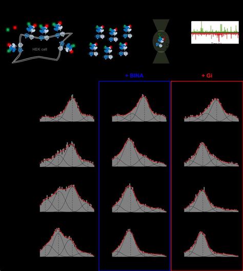 Smfret Reveals The Conformational Landscape Of Full Length Mglu In