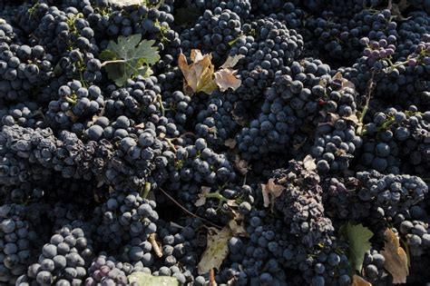 Vendemmia 2019 Meno Uve Prezzi Stabili Produzione Di Uva Da Vino In