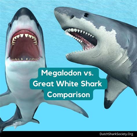 Mega Shark Vs Megalodon