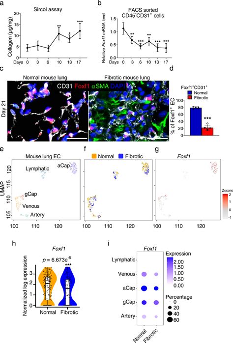 Expression Of Foxf Is Decreased In Endothelial Cells Within Fibrotic