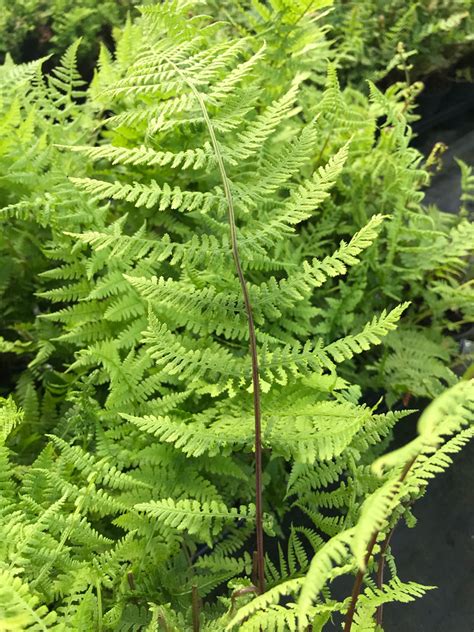 Buy Athyrium Filix Femina Lady In Red Online Uk Plant Nursery