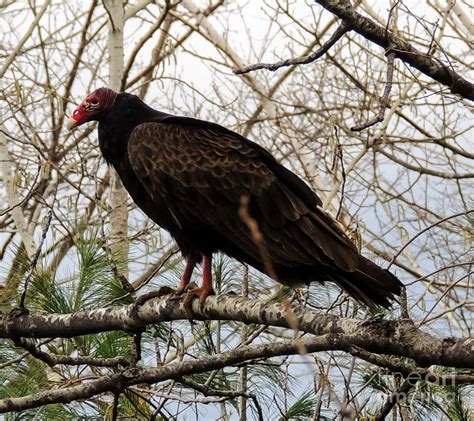 Turkey Buzzard Photograph by Mim White - Fine Art America