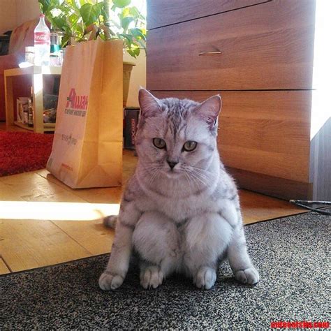 I Ve Never Seen A Cat Sit Like This Before Cute Cats Hq Pictures