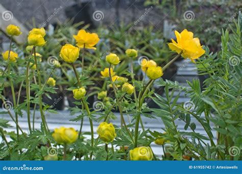 Yellow butter ball flowers stock photo. Image of background - 61955742