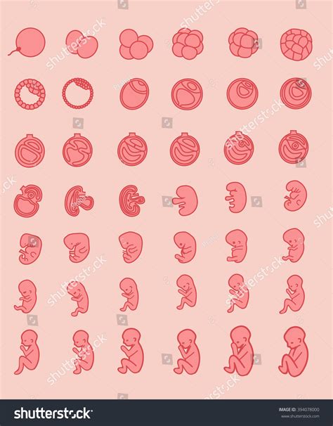 Pregnancy Fetal Growth Fertilization Birth Fetus Stock Vector 394078000 ...