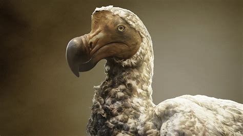 Jurassic Park Is Becoming Real, Scientists Planning To Revive Famous Extinct Bird | GIANT ...