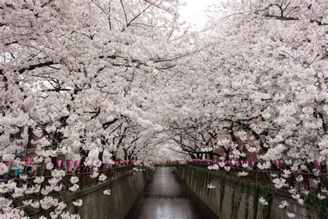 8 Best Cherry Blossom Festivals in Tokyo | Kyuhoshi