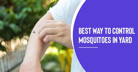 5 Best Ways To Control Mosquitoes In Yard