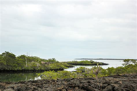 Viajar En Crucero A Las Islas Gal Pagos Desde San Crist Bal Y Nieves