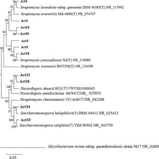 Phylogenetic Tree Based On 16S RRNA Gene Sequence Analysis