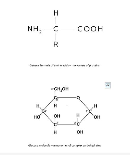 Comparing The Composition Of Monomers For The Four Biological