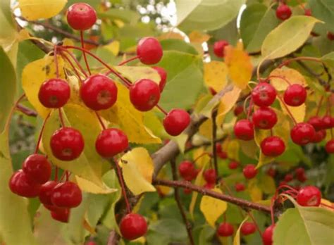 Маленькие яблочки как называются.