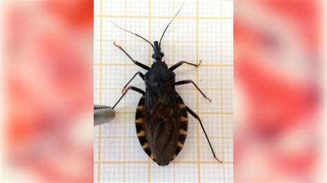 Enfermedad De Chagas Un Desaf O Multidimensional Conicet