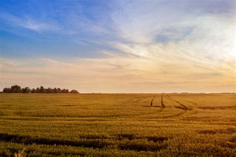 Saskatchewan Wheat Field Stock Photos Pictures And Royalty Free Images