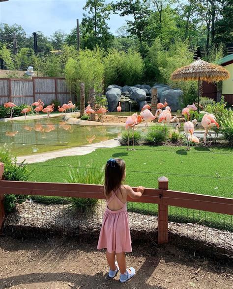 Why Turtle Back Zoo Is A Must-Do For Families In NJ