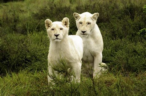 10 Fascinating Facts About White Lions | White lion, Wild animal kingdom, Lion