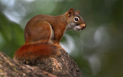 Rusty A Female Red Squirrel Takes A Nano Break Gary Fairhead Flickr