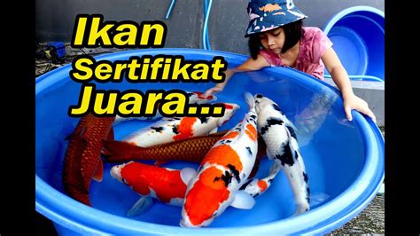 Ikan Koi Juara Bersertifikat Dua Putri Koi 30 07 2024 Youtube