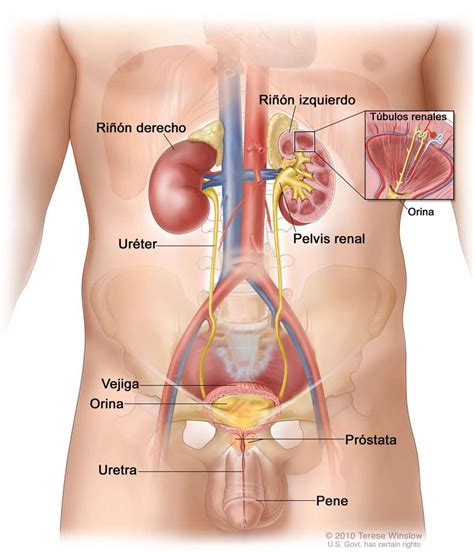 Sistema Urinario Masculino rompecabezas en línea