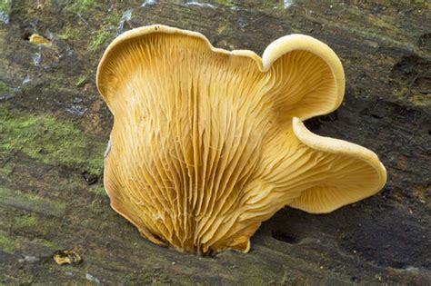 Oyster Rollrim Log Shrooms Of The Southern Appalachians And