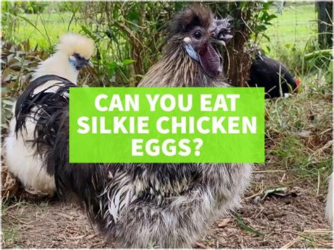 Can You Eat Silkie Chicken Eggs - Tropical Food Garden