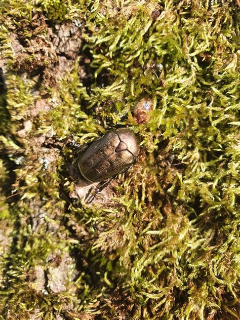 Copper Chafer From Gneis Salzburg Sterreich On June At