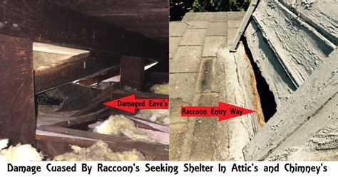 Raccoon Damage Control & Repairs – Raccoon Removal