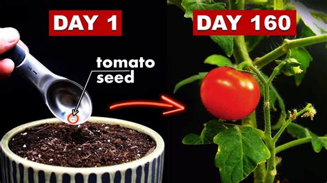 Growing Tomatoes From Seed Days Time Lapse Youtube