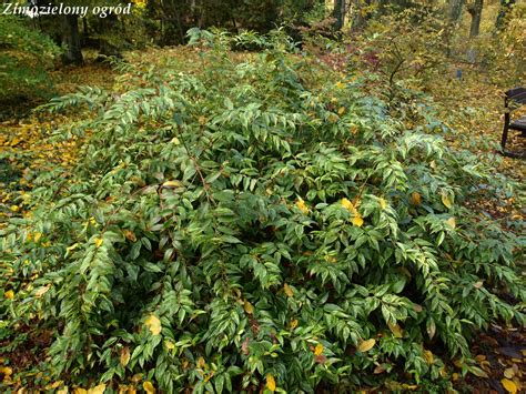 Zimozielony Ogr D Arboretum W Rogowie Zimozielone Ro Liny Li Ciaste