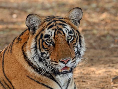 Bengal Tiger Panthera Tigris Tigris Ranthambhore Np India Feb