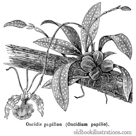 Butterfly Orchid – Old Book Illustrations