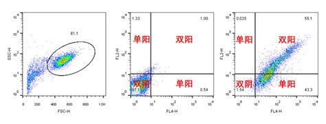 流式细胞的数据图如何分析 生物器材网