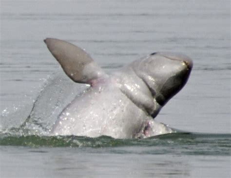 irrawaddy dolphin orcaella brevirostris