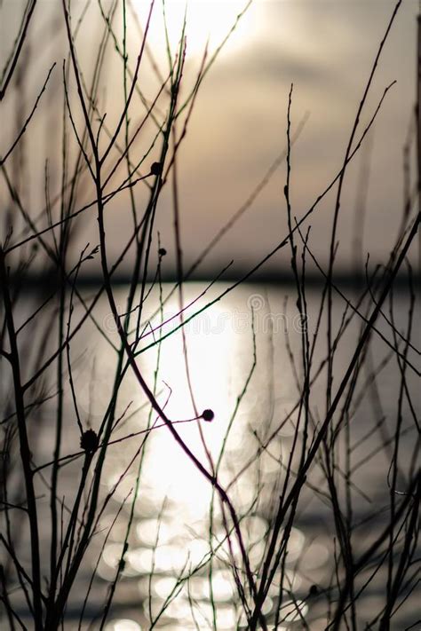 Naked Tree Branches In Sunset Colors Against Calm Shiny Water Stock