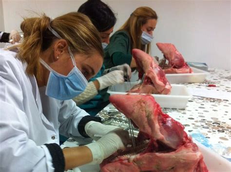 Inicio de la VI edición del Experto en Cirugía Periodontal Cátedra