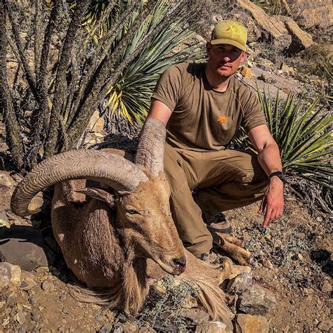 New Mexico Barbary Sheep Otc Rokslide Forum