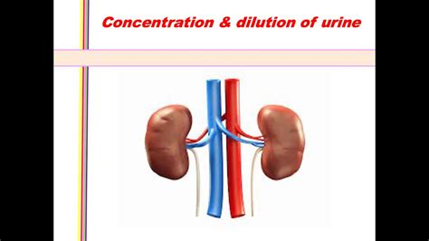 Concentration And Dilution Of Urine Youtube