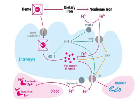 Iron Absorption In The Intestine In The Human Diet Iron Is Present As