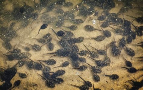 Bullfrog Tadpoles to Frogs: A Remarkable Transformation