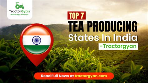 Top 7 Tea Producing States In India Updated For 2024 2025